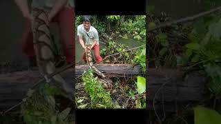 detik detik penangkapan ular piton besar pemakan kambing wargasnake python [upl. by Nylireg965]