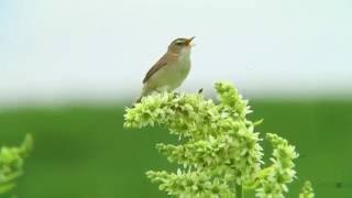 コヨシキリ（2）さえずり（バイケイソウ）  Blackbrowed reedwarbler  Wild Bird  野鳥 動画図鑑 [upl. by Aromas936]