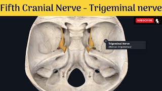 5th cranial nerve  Trigeminal nerve  Nucleus Functional components Trigeminal ganglion Branches [upl. by Eemiaj]