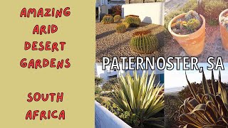 Arid Desert Plants of Paternoster Western Cape Flora South Africa [upl. by Eisler]