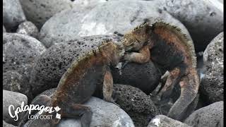 Galápagos Iguanas marinas y de tierra [upl. by Joette168]