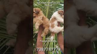 Lhasa Dog  Irfan Khatri Vlogs youtubeshorts dog puppy [upl. by Locin155]