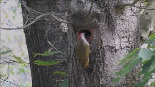 Natuurvideo  Het leven van de groene specht  The green woodpecker [upl. by Hoyt]