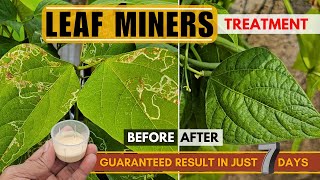 BEST Insecticide for Leaf Miners Treatment amp Control  OrganicChemical  KILL Leaf Miners in 7 Days [upl. by Yasdnyl269]