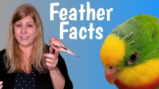 Pin Feathers What Every Bird Owner Should Know [upl. by Ydnew29]