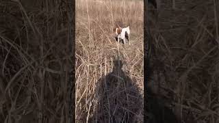 Quail hunting Georgia with a brittany hunting huntingseason [upl. by Sochor]