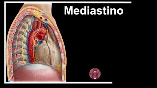 Anatomía UAI Clase 16 Mediastino [upl. by Saiasi501]