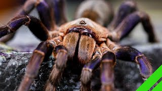 Cobalt Blue Tarantula Cyriopagopus lividus Care and Info H lividum [upl. by Kimura]