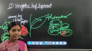 Biology  Photosynthesis in Higher Plants [upl. by Alekal]