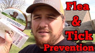 Flea and Tick Prevention for Dogs [upl. by Harwell]