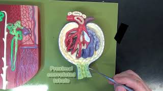 3 Part Kidney Model Part 3 – The Renal Corpuscle [upl. by Ielarol]