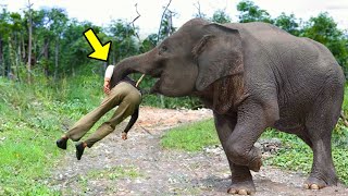 Elephant Recognized Vet Who Saved Him 12 Years Ago Just Watch What He Did To Him [upl. by Fleeman]