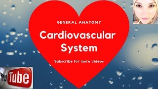 General anatomy  The Cardiovascular System [upl. by Yrrot388]