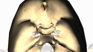 Foramina of the Skull and Cranial Fossae  Anatomy Tutorial PART 2 [upl. by Atronna708]