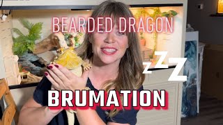 Bearded Dragon Brumation [upl. by Aver]