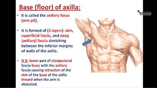 Anatomy of Axilla and Brachial Plexus  Dr Ahmed Farid [upl. by Ossie173]