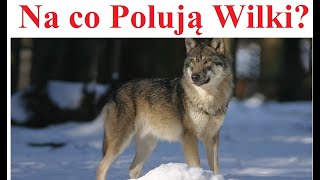 Na co polują Wilki [upl. by Tomas]