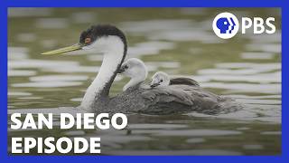 San Diego America’s Wildest City  PBS NATURE Documentary [upl. by Natsrik]