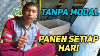 Tanpa modal budidaya ini bisa setiap hari panen  Vlog kang dul [upl. by Illah651]