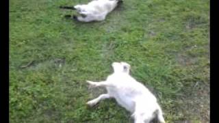 Baby Myotonic Fainting Goat Video [upl. by Norvell]