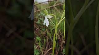 Habenaria longicorniculata Ground orchid Monsoon Grasslands Coorg Wildlife [upl. by Ayoral]