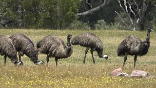 Emus Birds of Australia [upl. by Hein184]