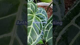 How to repot Anthurium crystallinum trending viralvideo short youtubeshorts [upl. by Armond]