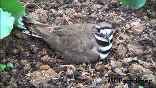 Killdeer  My Little Garden Helper [upl. by Lemej]