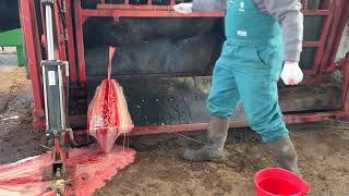 HUGE Abscess on Bull Lanced [upl. by Ricketts]