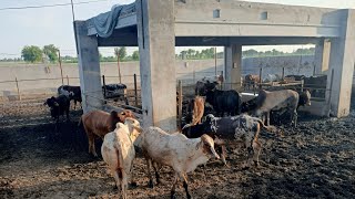 Cattle Farming In Pakistan  Janwaron ka Wieght Kisy Karty Hain What is Meat And Live Weight [upl. by Bergstrom]