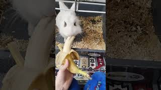 Oliver eats a bananaold video [upl. by Clothilde]