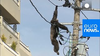 Chimp escape Primate swings from live power lines falls from electricity pole  euronews 🇬🇧 [upl. by Ellenohs]