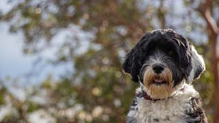 Rescuing a Portuguese Water Dog A LifeSaving Mission [upl. by Eelra]