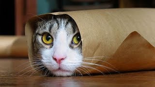 Funny Cats Compilation Most Popular Part 2 [upl. by Kyrstin496]