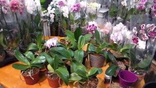 Will Your Phalaenopsis Orchid Bloom Again [upl. by Kieryt]