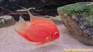 Redspotted Gold Severum Heros Efasciatus  Toms aquatic channel [upl. by Muirhead126]