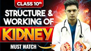 Structure and Working Of Kidney  Life Process  Biology class 10  Prashant Kirad [upl. by Roeser785]