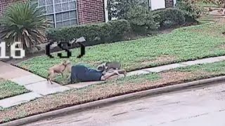 2 large pit bulls shot in Katy area after attacking 3 people including HCSO deputy [upl. by Krishnah]