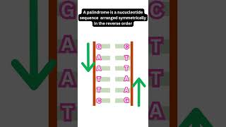 Restriction Endonucleases or Molecular Scissors RestrictionEndonucleases MolecularScissors [upl. by Idet]