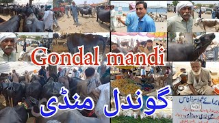 Today Gondal Mandi goats cows Buffalo اج گوندل منڈی میں دور دراز علاقوں سے لوگ گائے بیل بچھڑےللے [upl. by Halpern]