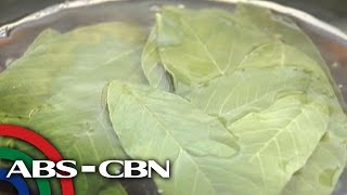 Salamat Dok Health benefits of Guava Leaves  Cura Mula sa Nature [upl. by Yleve]