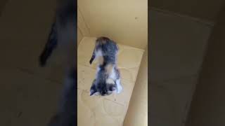 viralvideo lovely cat satisfying [upl. by Tailor]