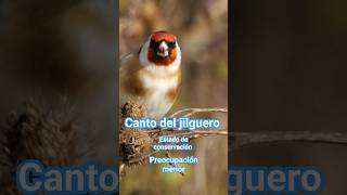 ✅️ CANTO del jilguero fauna shorts como canta el jilguero [upl. by Glynda]