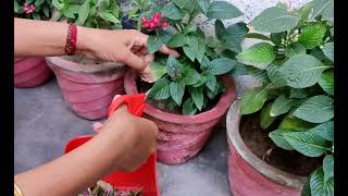 Deadheading  Pentas Plant [upl. by Wilterdink]