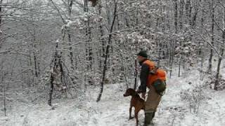 Psi za lov divlje svinje wild boar hunting dogs cani da cinghiale caccia 2 [upl. by Careaga]