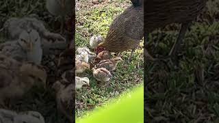 Street Chicken in Kaanapali Maui [upl. by Asilehs]