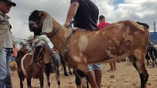 Bode Gigante na feira de animais de TabiraPE dia 27112024 [upl. by Suivatra833]