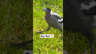 Australian Magpie Sound A Captivating Aussie Icon  Mummas Calling Gotta Run [upl. by Seravat732]