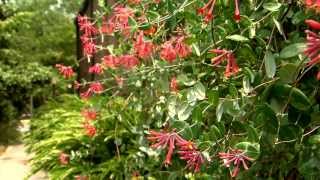 Showy coral honeysuckle attracts hummingbirds [upl. by Friedrick]