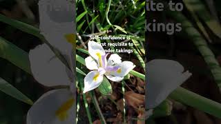 019 Dec 2 Dietes Butterfly iris Fortnight lily garden flower [upl. by Tomaso]